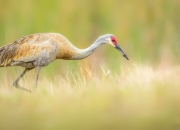 开云下载-跨界竞技场，勇士血拼广东，塔图姆在德甲争冠战接管比赛